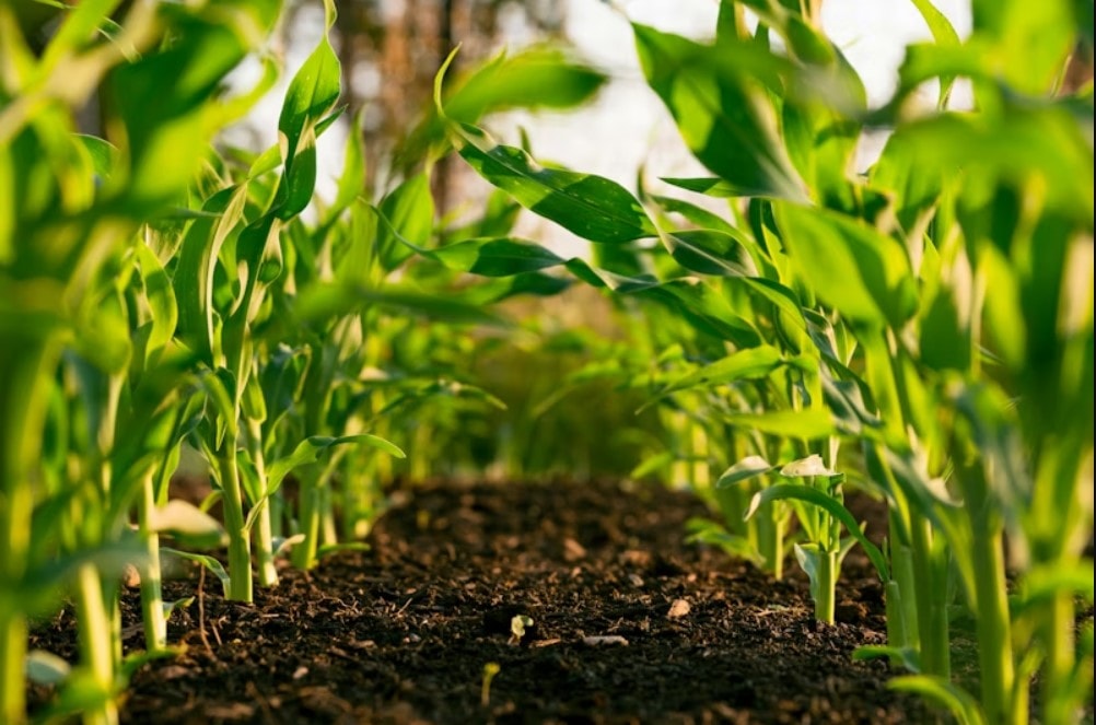Agricultural farmer holding soil and crops