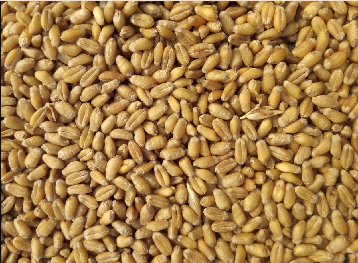 Grain sourcing and crop bags in Taraba state