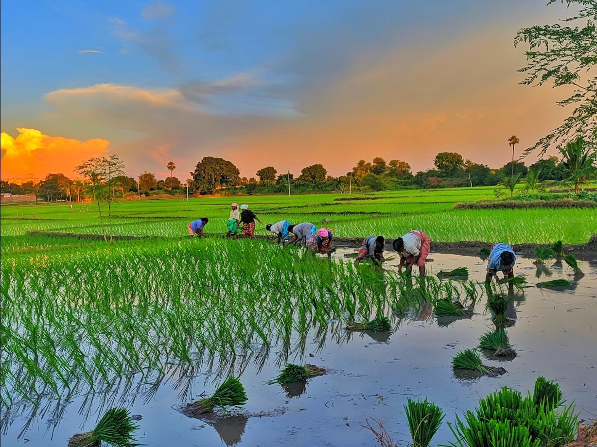 Agricultural operational processing machinery